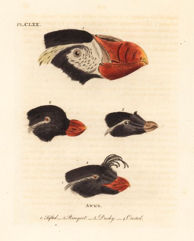 Hoveder af tuftet lunde, Fratercula cirrhata 1, parakit auklet, Aethia psittacula 2, og crested auklet, Aethia cristatella 3,4. (Tufet awk, Alca cirrhata 1, papegøje awk, Alca psittacula 2, Dusky awk, Alca tetracula 3 og Crested awk, Alca cristatella af John Latham