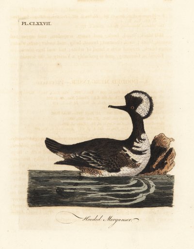 Hættebåde, Lophodytes cucullatus (Mergus cucullatus). Håndfarvet kobberplade tegnet og indgraveret af John Latham fra hans egen A General History of Birds, Winchester af John Latham