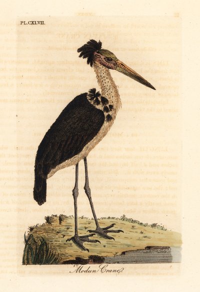 Mindre adjudant, Leptoptilos javanicus. Sårbar. (Modun kranium.) Håndfarvet kobberplade tegnet og indgraveret af John Latham fra hans egen A General History of Birds, Winchester af John Latham