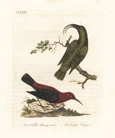 Mindre akialoa, Hemignathus obscurus (uddød) og kardinal myzomela, Myzomela cardinalis. (Krognæbbet grøn honning-spiser, Certhia obscura, hjemmehørende på Hawaii, og kardinal honning-spiser, Certhia cardinalis, hjemmehørende i Tanna, Vanuatu.) Håndfarvet k af John Latham