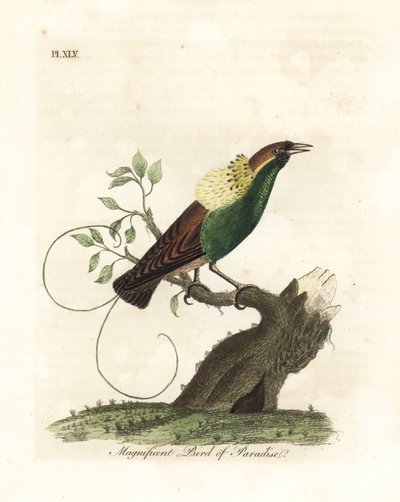 Storslået paradisfugl, Diphyllodes magnificus (Paradisea magnifica). Håndfarvet kobberplade tegnet og graveret af John Latham fra hans egen A General History of Birds, Winchester af John Latham