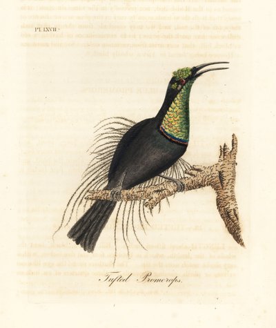 Storslået riffelfugl, Ptiloris magnificus (Tufet promerops). Tegnet fra et eksemplar i Bullock