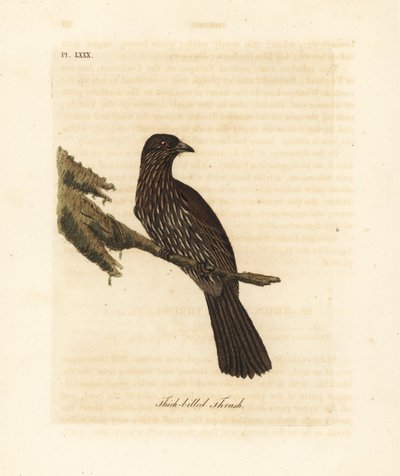 New Zealand South Island piopio, Turnagra capensis. Uddøde. (Tyknæbbet drossel, Turdus crassirostris.) Håndfarvet kobberplade tegnet og indgraveret af John Latham fra hans egen A General History of Birds, Winchester af John Latham