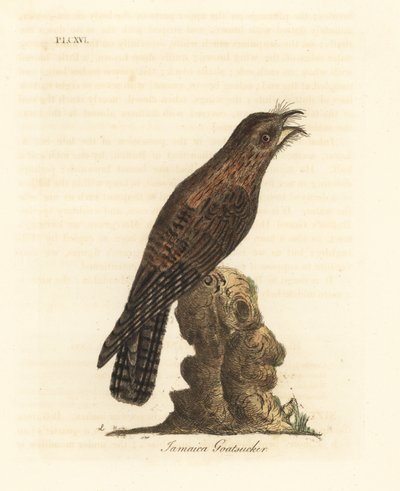 Nordlig potoo, Nyctibius jamaicensis (jamaicansk gedesuger, Caprimulgus jamaicensis). Håndfarvet kobberplade tegnet og graveret af John Latham fra hans egen A General History of Birds, Winchester af John Latham
