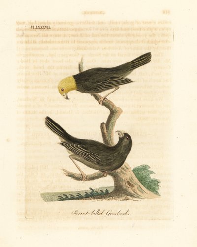 Eller Psittirostra psittacea, han (øverst) og hun. Kritisk truet, muligvis uddød. (Papegøjenæbbet gronæb, Loxia psittacea). Håndfarvet kobberplade tegnet og graveret af John Latham fra hans egen A General History of Birds, Winchester af John Latham