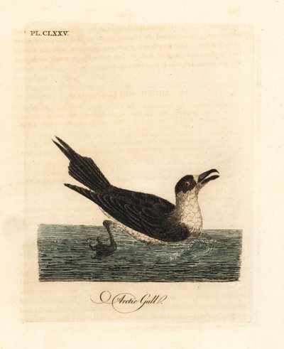 Snyltejager, polarjager eller snyltejager, Stercorarius parasiticus (polarmåge, Larus parasiticus). Håndfarvet kobberplade tegnet og indgraveret af John Latham fra hans egen A General History of Birds, Winchester af John Latham