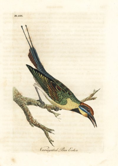 Regnbue-bi-spiser, Merops ornatus (broget bi-spiser). Australien. Håndfarvet kobberplade tegnet og graveret af John Latham fra hans egen A General History of Birds, Winchester af John Latham