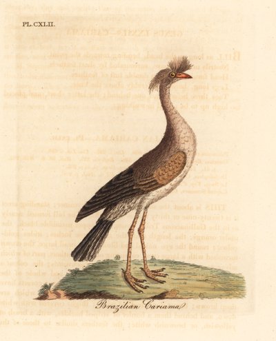 Rødbenet seriema eller crested cariama, Cariama cristata (brasiliansk cariama, Palamedea cristata). Håndfarvet kobberplade tegnet og graveret af John Latham fra hans egen A General History of Birds, Winchester af John Latham