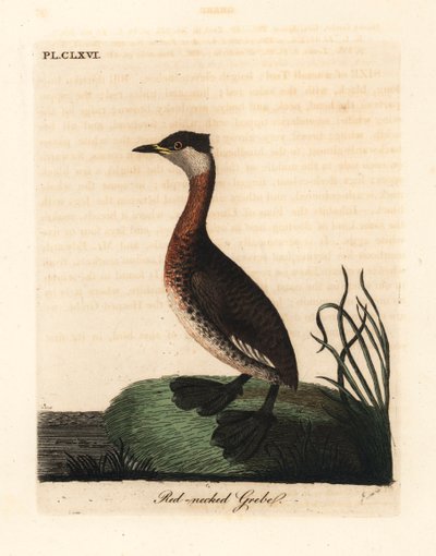 Rødhalset lappedykker, Podiceps grisegena (Podiceps rubricollis). Håndfarvet kobberplade tegnet og graveret af John Latham fra hans egen A General History of Birds, Winchester af John Latham