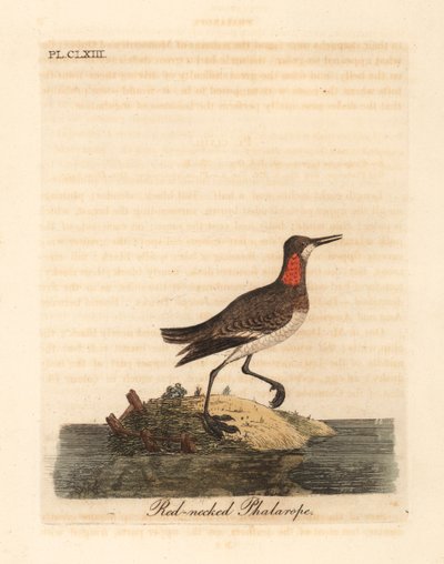 Rødhalset phalarope, Phalaropus lobatus (Phalaropus hyperboreus). Håndfarvet kobberplade tegnet og graveret af John Latham fra hans egen A General History of Birds, Winchester af John Latham