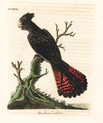 Rødhalet sort kakadue, Calyptorhynchus banksii (Banksian kakadue, Psittacus banksii). Håndfarvet kobberplade tegnet og indgraveret af John Latham fra hans egen A General History of Birds, Winchester af John Latham