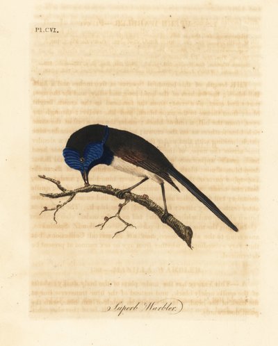 Rødvinget gøgle, Malurus elegans (Superbanger, Sylvia cyanea). Håndfarvet kobberplade tegnet og graveret af John Latham fra hans egen A General History of Birds, Winchester af John Latham