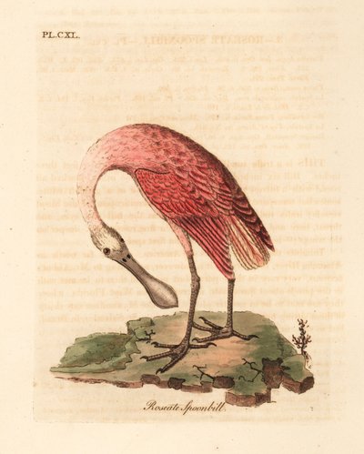 Roseate skestork, Platalea ajaja. Håndfarvet kobberplade tegnet og graveret af John Latham fra hans egen A General History of Birds, Winchester af John Latham
