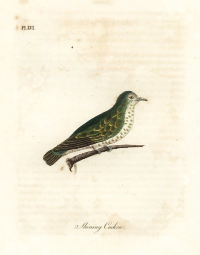 Skinnende bronzegøg, Chrysococcyx lucidus (Skingøg, Cuculus lucidus). Håndfarvet kobberplade tegnet og graveret af John Latham fra hans egen A General History of Birds, Winchester af John Latham