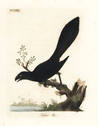 Glatnæbbet ani eller mindre ani, Crotophaga ani. Håndfarvet kobberplade tegnet og graveret af John Latham fra hans egen A General History of Birds, Winchester af John Latham