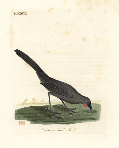 South Island, New Zealand kokako, Callaeas cinerea cinerea, erklæret uddød i 2007 (Cinereous hvatle bird, Calloeas cinerea). Håndfarvet kobberplade tegnet og indgraveret af John Latham fra hans egen A General History of Birds, Winchester af John Latham