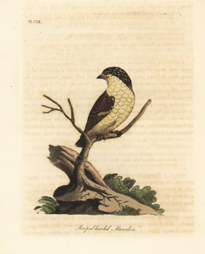 Stribet pardalote, Pardalotus striatus (Stribet hovedet manakin, Pipra striata). Håndfarvet kobberplade tegnet og indgraveret af John Latham fra hans egen A General History of Birds, Winchester af John Latham