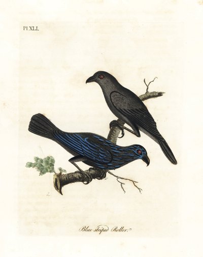 Tværstribet stær, Aplonis striata (Blåstribet rulle, Coracias striata). Håndfarvet kobberplade tegnet og graveret af John Latham fra hans egen A General History of Birds, Winchester af John Latham