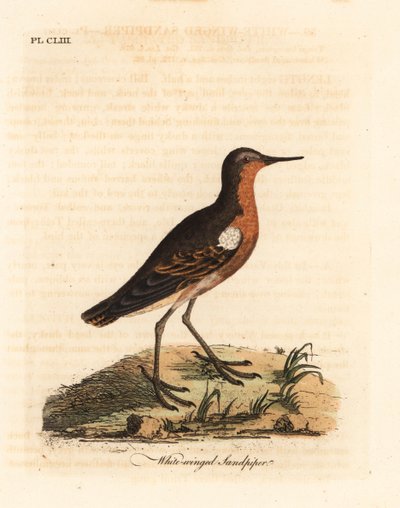 Tahitisk sandpiper, Prosobonia leucoptera. Uddøde. (Hvidvinget sandpiper, Tringa leucoptera.) Håndfarvet kobberplade tegnet og indgraveret af John Latham fra hans egen A General History of Birds, Winchester af John Latham