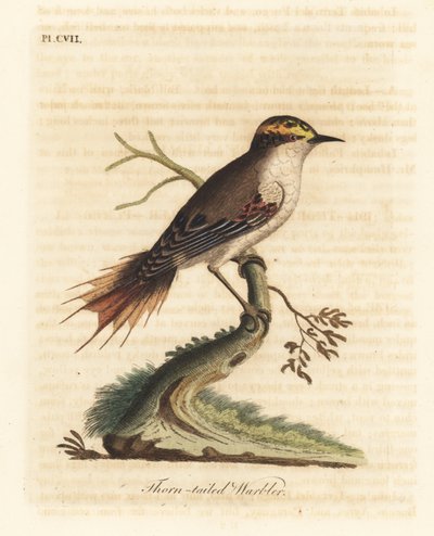 Tornhale rayadito, Aphrastura spinicauda (Tornhalesanger, Sylvia spinicauda). Håndfarvet kobberplade tegnet og graveret af John Latham fra hans egen A General History of Birds, Winchester af John Latham