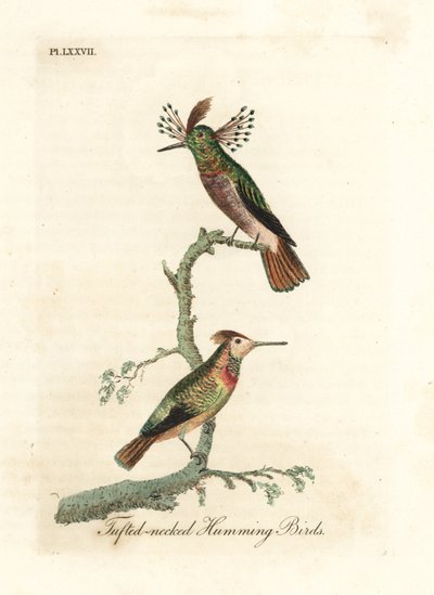 Tuftede haner, Lophornis ornatus (Tufethalsede kolibrier, Trochilus ornatus). Hankøn og hunkøn. Håndfarvet kobberplade tegnet og graveret af John Latham fra hans egen A General History of Birds, Winchester af John Latham