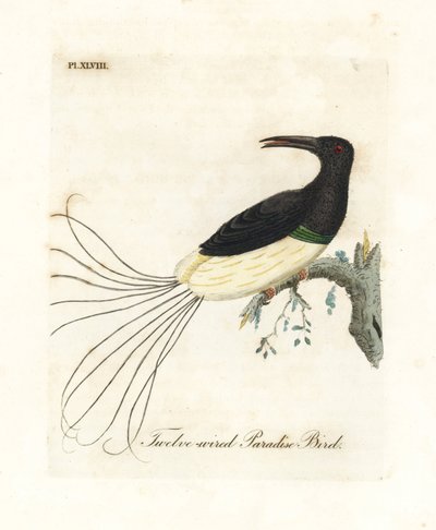 Tolvtrådet paradisfugl, Seleucidis melanoleucus (Paradisea nigricans). Håndfarvet kobberplade tegnet og graveret af John Latham fra hans egen A General History of Birds, Winchester af John Latham