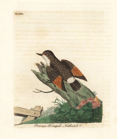 Varieret sittella, Daphoenositta chrysoptera (Orange-winged nuthatch, Sitta chrysoptera). Håndfarvet kobberplade tegnet og graveret af John Latham fra hans egen A General History of Birds, Winchester af John Latham