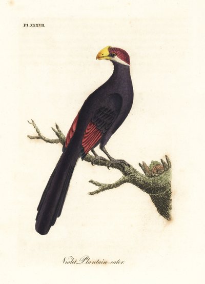 Violet turaco eller violet plantain-spiser, Musophaga violacea. Håndfarvet kobberplade tegnet og indgraveret af John Latham fra hans egen A General History of Birds, Winchester af John Latham