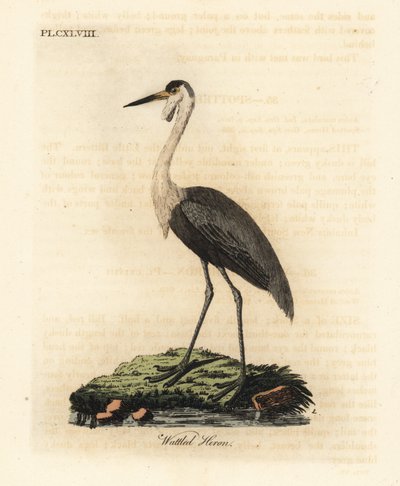 Kraniet, Bugeranus carunculatus. Sårbar. (Wattled hejre, Ardea carunculata.) Håndfarvet kobberplade tegnet og graveret af John Latham fra hans egen A General History of Birds, Winchester af John Latham