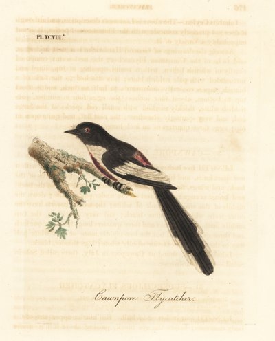 Hvidbuget minivet, Pericrocotus erythropygius (Cawnpore fluesnapper). Indien. Håndfarvet kobberplade tegnet og indgraveret af John Latham fra hans egen A General History of Birds, Winchester af John Latham