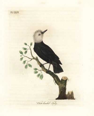 Hvidhovedet sumptyran, Arundinicola leucocephala (Hvidhovedet tody, Todus leucocephalus). Håndfarvet kobberplade tegnet og graveret af John Latham fra hans egen A General History of Birds, Winchester af John Latham
