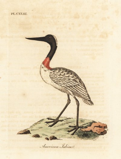 Træstokke, Mycteria americana (amerikansk jabiru). Håndfarvet kobberplade tegnet og graveret af John Latham fra hans egen A General History of Birds, Winchester af John Latham