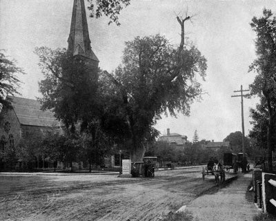 Washington elmetræ i Cambridge, Massachusetts, USA, ca. 1900 (s/h foto) af John Lawson Stoddard