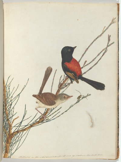 Scarlet & black warbler. Lewis, John. Fugle i New South Wales med deres naturlige historie. Sydney- G af John William Lewin