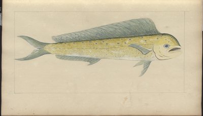 Lindsay Drawings Vol. VII af John Lindsay