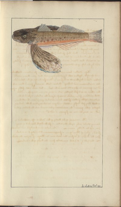 Lindsay Drawings Vol. VII af John Lindsay