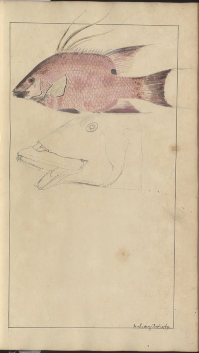Lindsay Drawings Vol. VII af John Lindsay