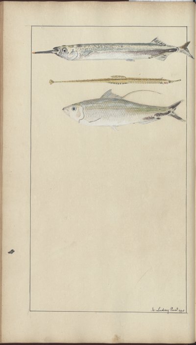 Lindsay Drawings Vol. VII af John Lindsay