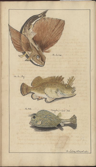 Lindsay Drawings Vol. VII af John Lindsay