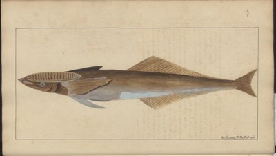 Lindsay Drawings Vol. VII af John Lindsay