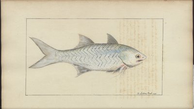 Lindsay Drawings Vol. VII af John Lindsay