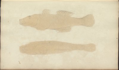 Lindsay Drawings Vol. VII, 21 af John Lindsay