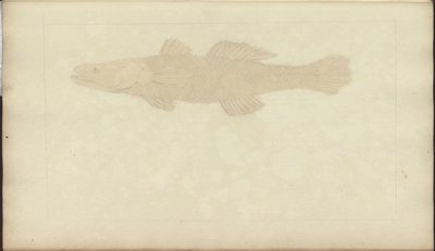Lindsay Drawings Vol. VII, 22 af John Lindsay