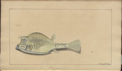 Lindsay Drawings Vol. VII, 25 af John Lindsay