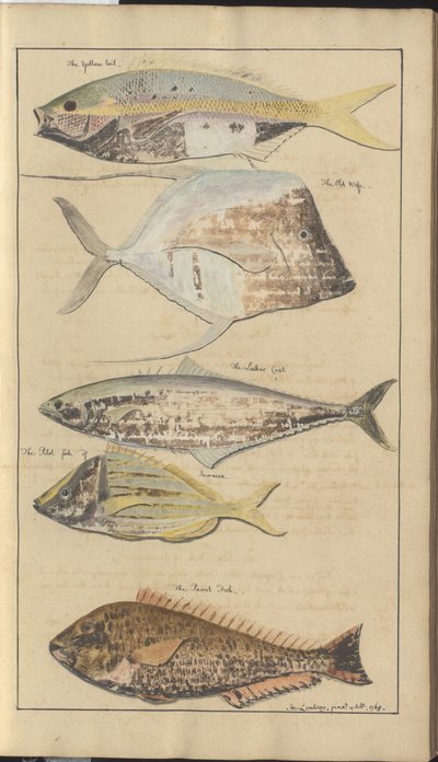 Lindsay Drawings Vol. VII, 2 af John Lindsay