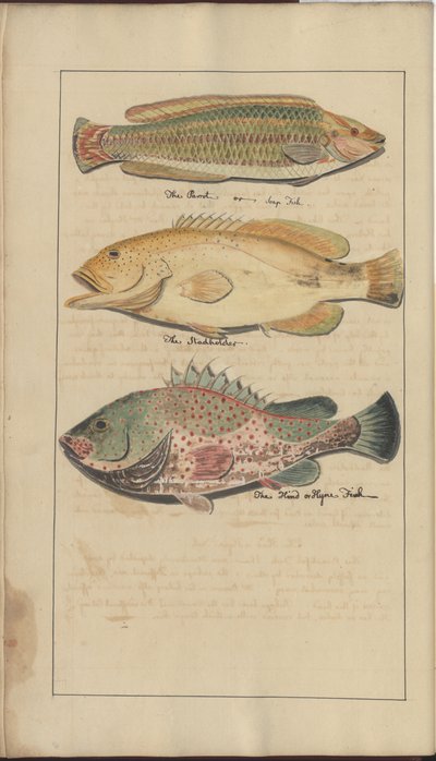 Lindsay Drawings Vol. VII, 4 af John Lindsay