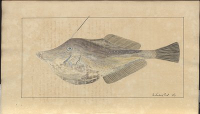 Lindsay Drawings Vol. VII, 7 af John Lindsay