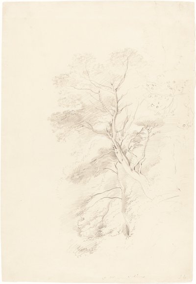 En bøgeskov af John Linnell