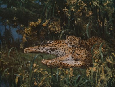 Indiske leoparder, slutningen af det 19.-begyndelsen af det 20. århundrede, c1930. af John Macallan Swan