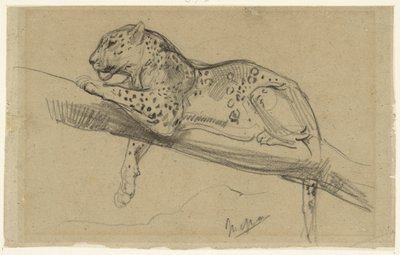 Studie af en leopard, der ligger på en gren af John Macallan Swan
